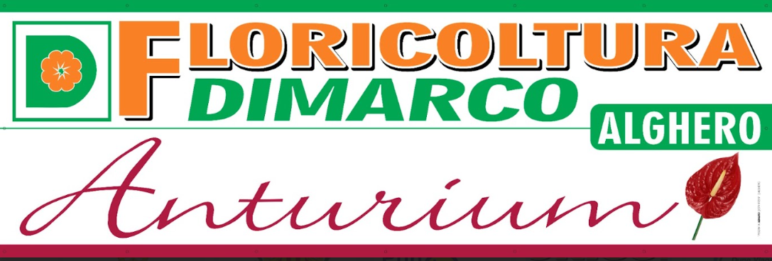 Anturium Di Marco